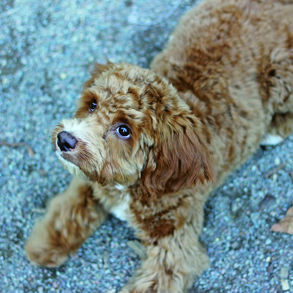 Zen, A Dog’s-Eye View Of Downtown