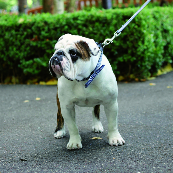 Diesel, A Dog’s-Eye View Of Downtown
