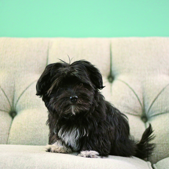 Desilu, A Dog’s Eye View Of Downtown