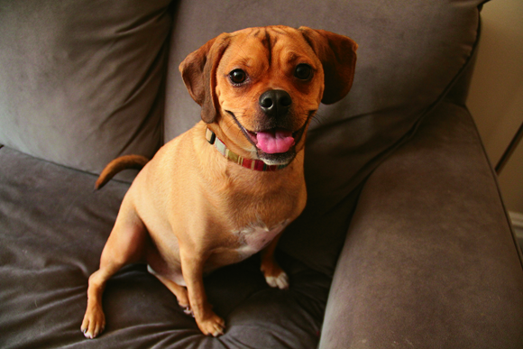 Taj, A Dog’s-Eye View Of Downtown