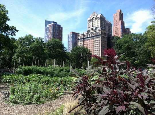 Battery Urban Farm’s Pick Your Own Harvest