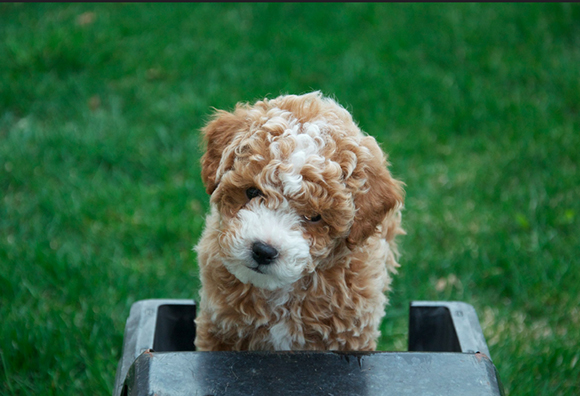 Three Toys To Keep Your Dog Sharp