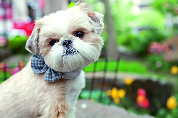 Cooper, A Dog’s-Eye View of Downtown