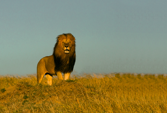 Travel: Africa, Call Of The Wild