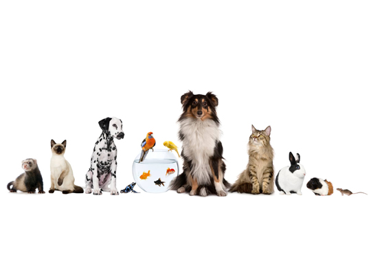 Pet Fashion Weekend Hits the Hester Street Fair