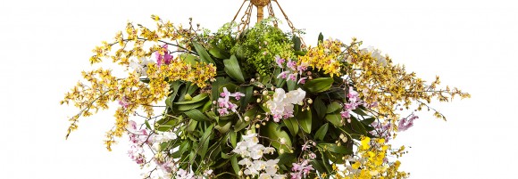 The NYBG Orchid Show