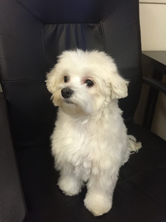 Spring Tips for Your Dog, Courtesy of Le Pet Spa