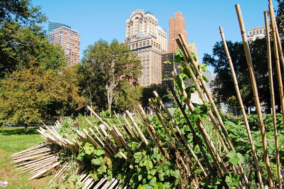 Forest Farm to Open in Battery Park This Spring