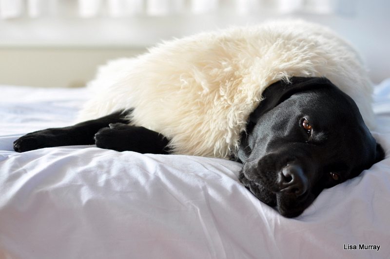 Rescue the Runway This Weekend