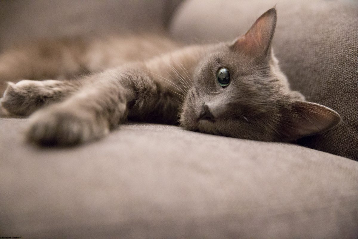 Spotlight On Shelter Chic