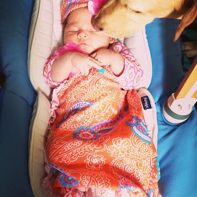 Pet Friendly Tip From Le Pet Spa