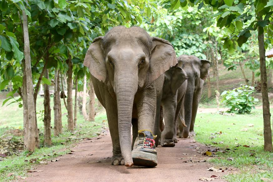 Veterinarians International ‘Trunks of Love’ Launch a Success