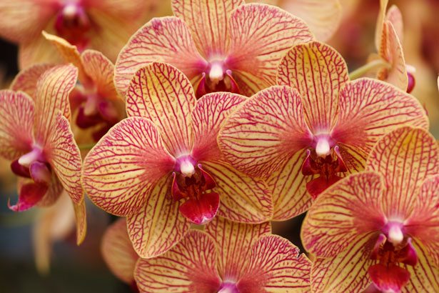 New York Botanical Garden’s Orchid Show Helps Ring in Spring
