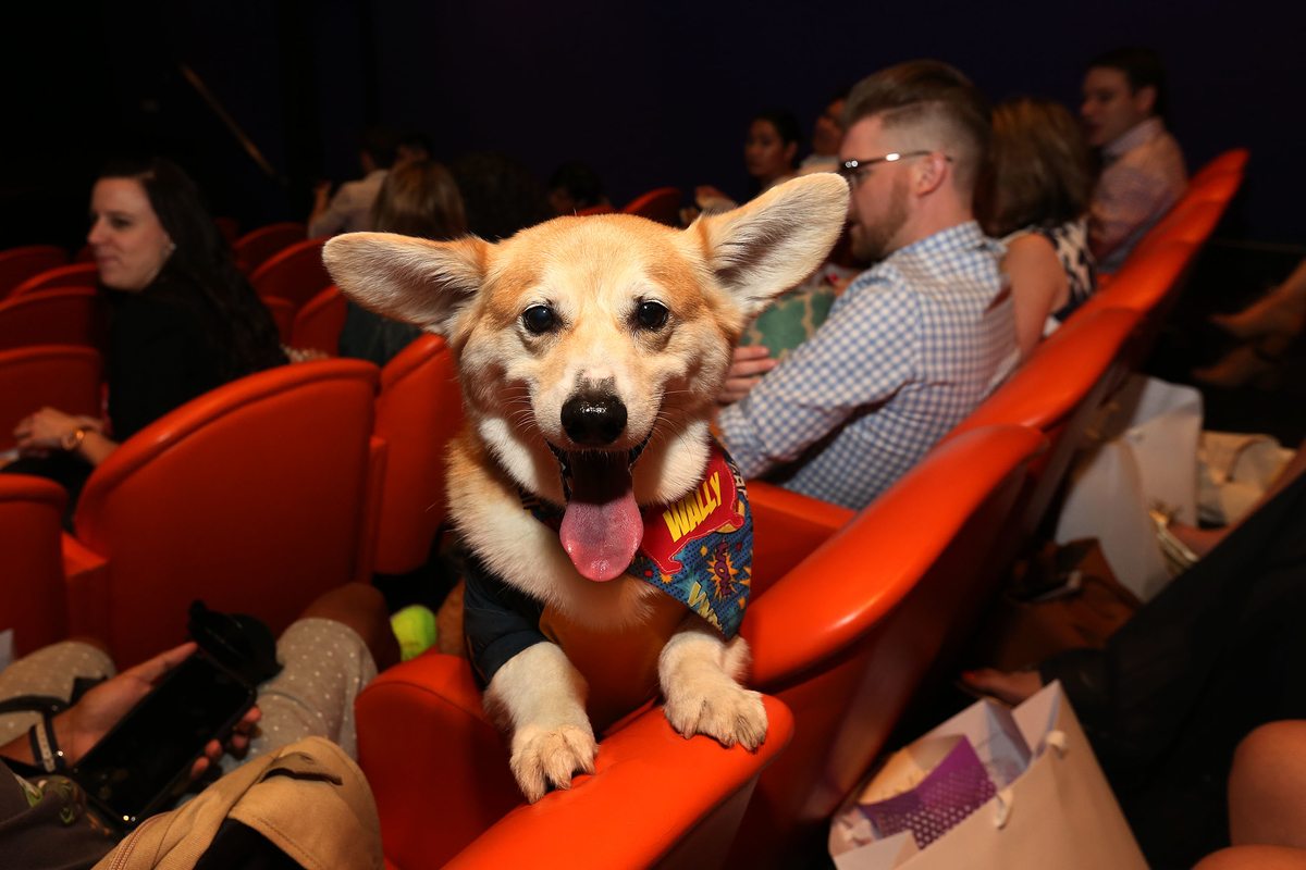 Downtown visits PetSmart’s screening of “The Secret Life Of Pets”