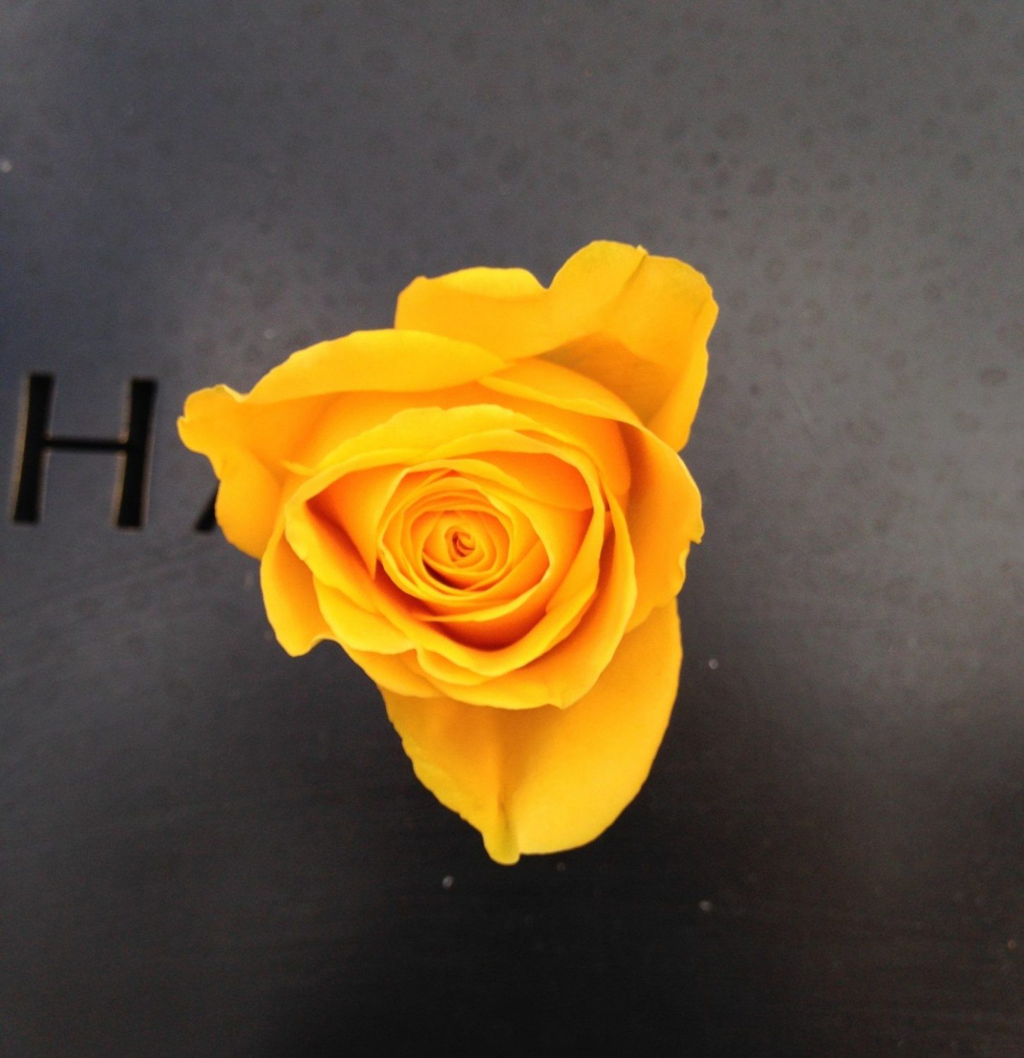 Downtown Observes Veterans Day 2016 at The Freedom Tower