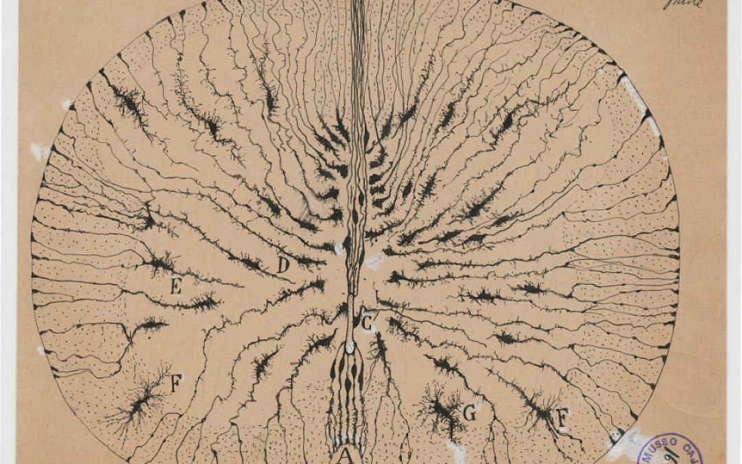 NYU Grey Art Gallery Exhibition – The Beautiful Brain