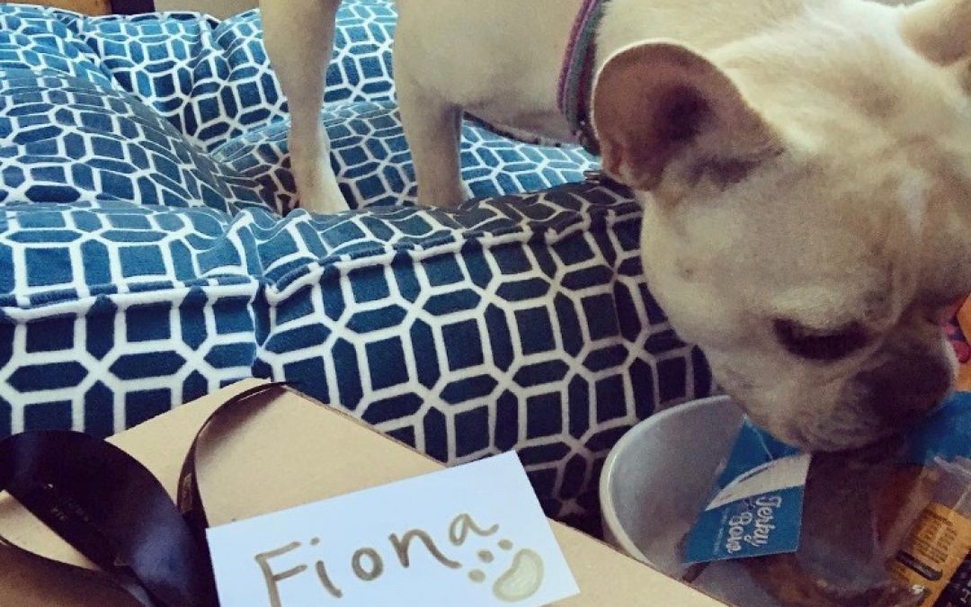 Luxurious Pet-Friendly Downtown Hotels