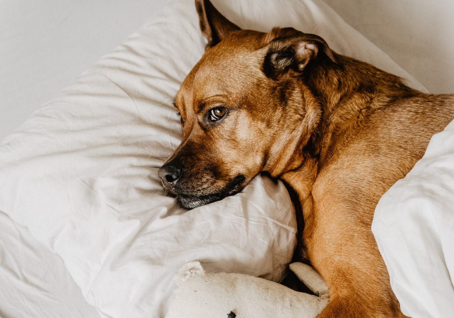 Apartment Living with a Large Canine in New York