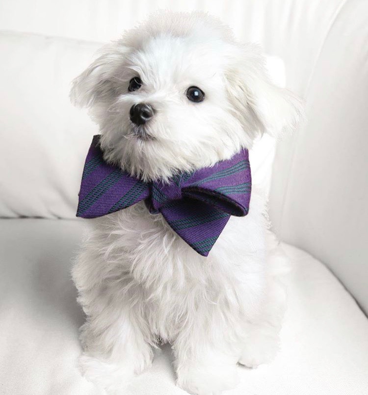 Battery Park's Dog Waste Compost Pilot Picks Up