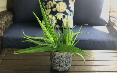 How to make your own aloe gel