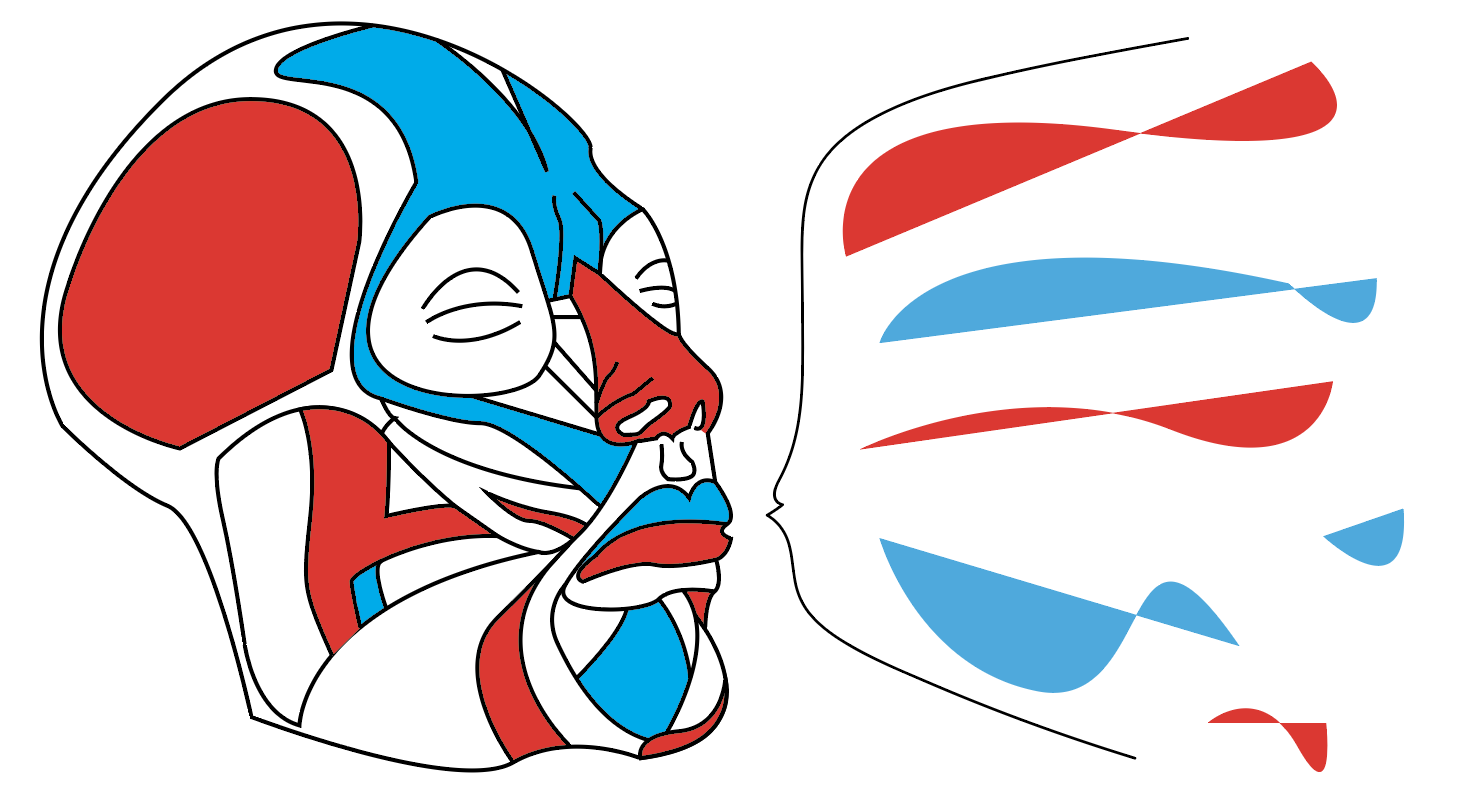 Illustration of Facial Muscles