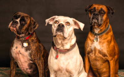 Many Employees Quitting Jobs at Workplaces That Are Not Pet-Friendly